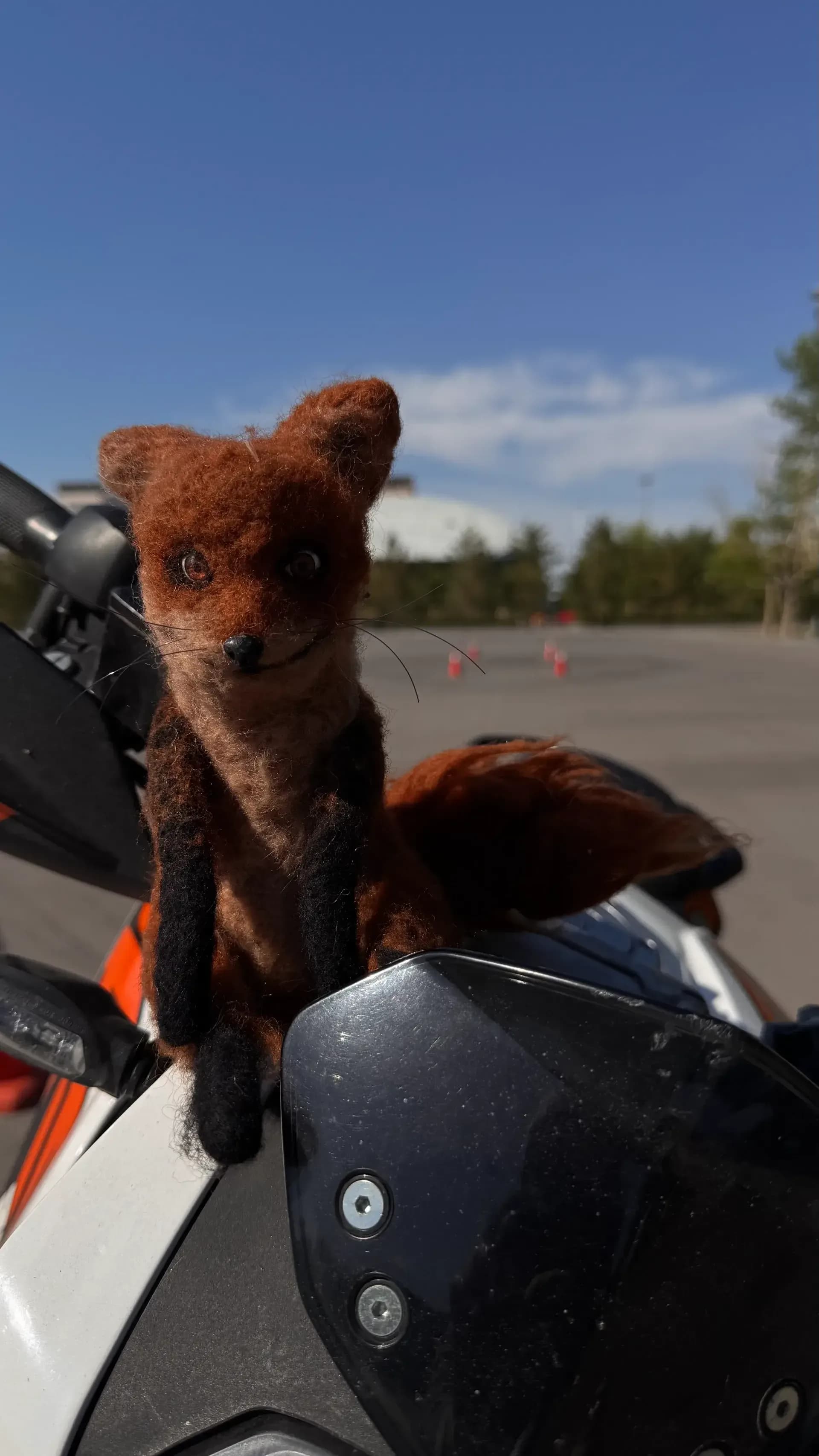 Наша подруга лиса частенько катается с нами)